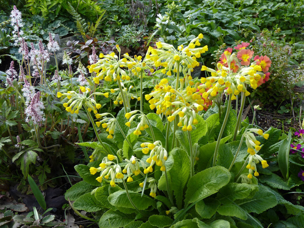 Primula veris photo